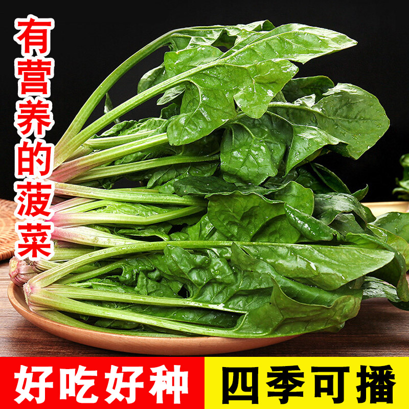 秋冬耐寒菠菜种子冬墨大叶菠菜种籽老品种红根菠菜籽秋冬蔬菜种孑