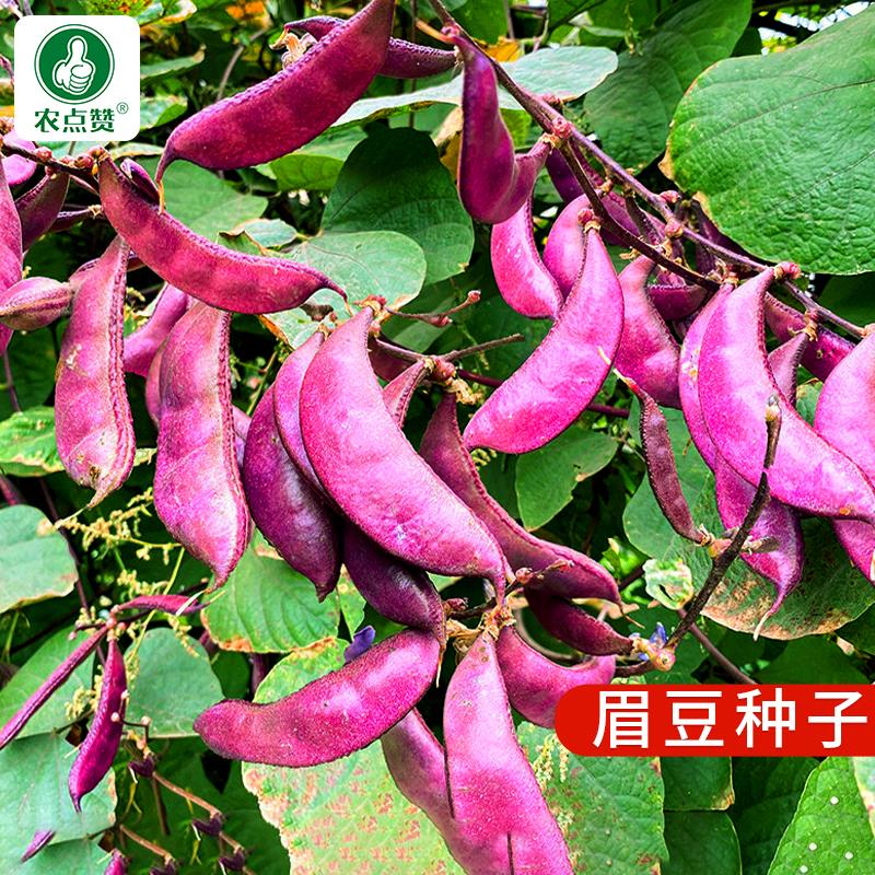 紫眉豆种子 优选优质扁豆种子四季可种播种简单易种易活抗病高产