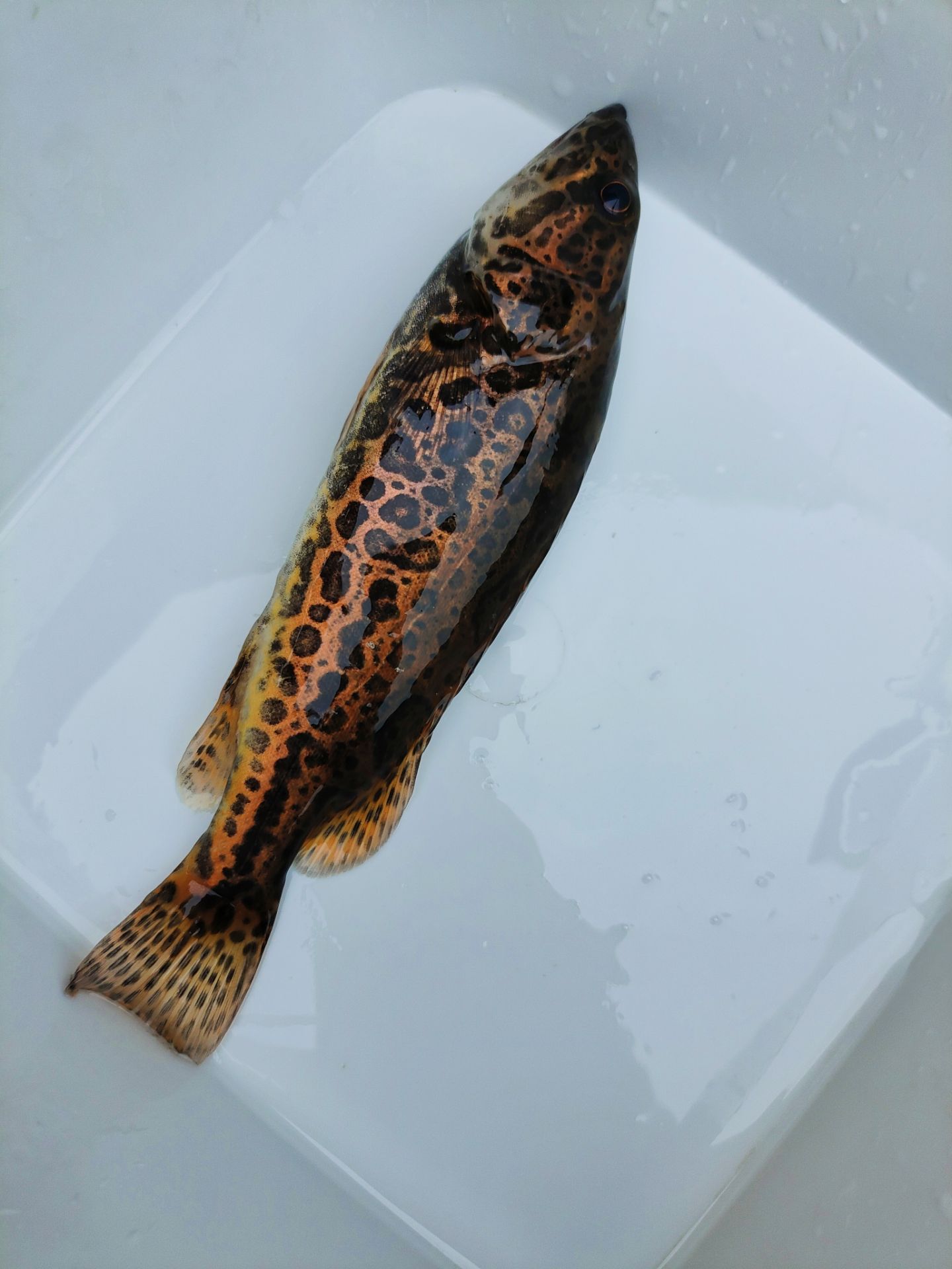 原生鱼斑鳜铜钱鳜水族观赏鱼溪流鱼打氧活发包邮鳜鱼