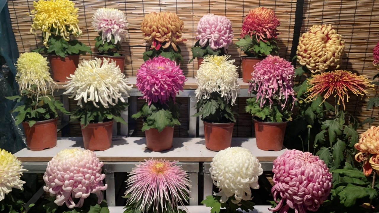 标准案头菊，专拍链接