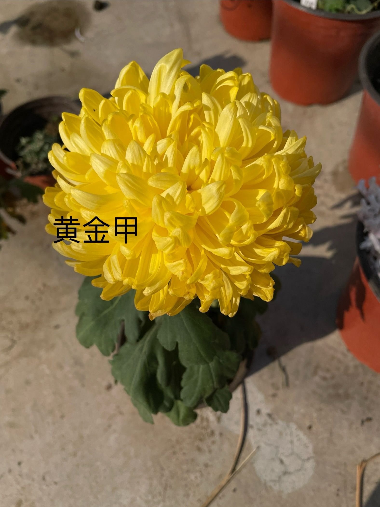 食用菊食用品种菊花苗