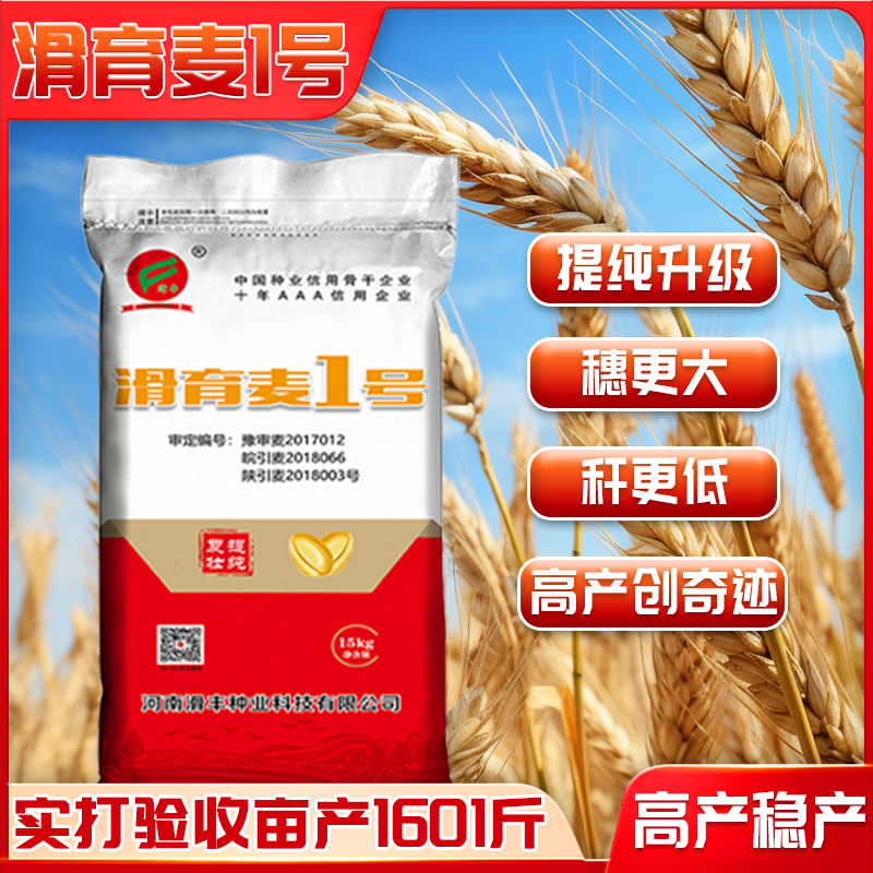 【滑育麦1号】优质高产广适性强矮杆大穗抗病抗倒籽粒饱满小麦品种