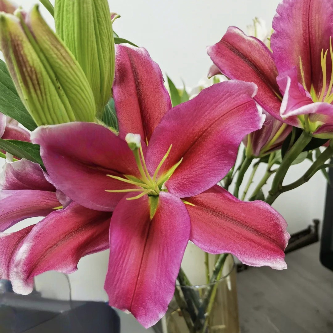 【云霄花卉】【红武士百合】云南香水百合【任意两单顺丰包邮】