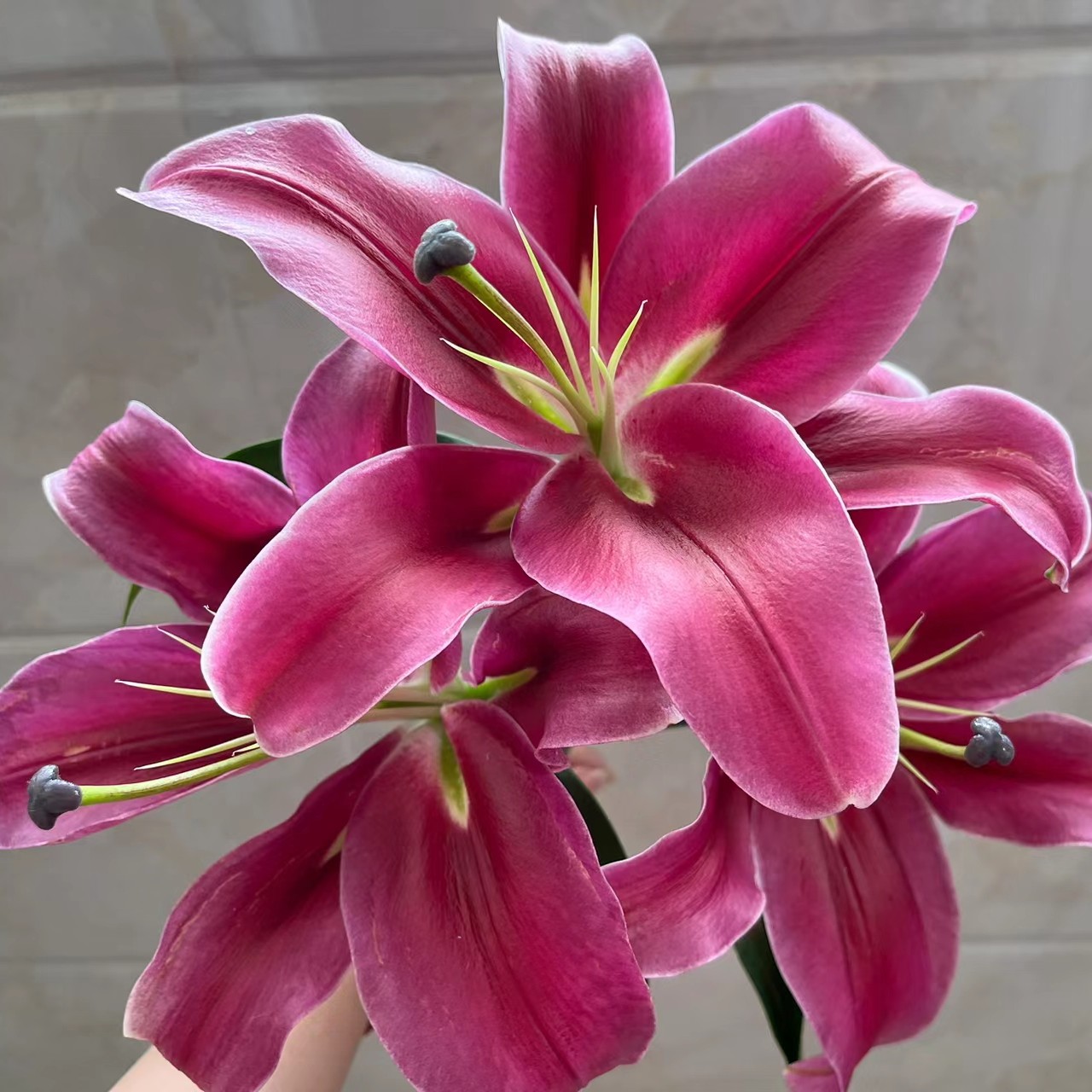 【云霄花卉】【红运当头百合】云南香水百合花【任意两单顺丰冷链包邮】