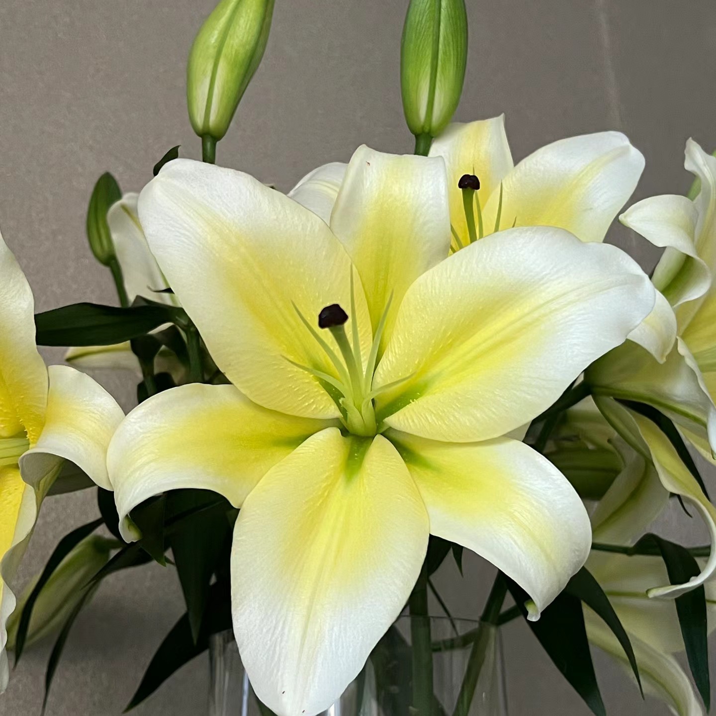 【云霄花卉】【黄天霸百合 】云南香水百合【任意两单顺丰包邮】