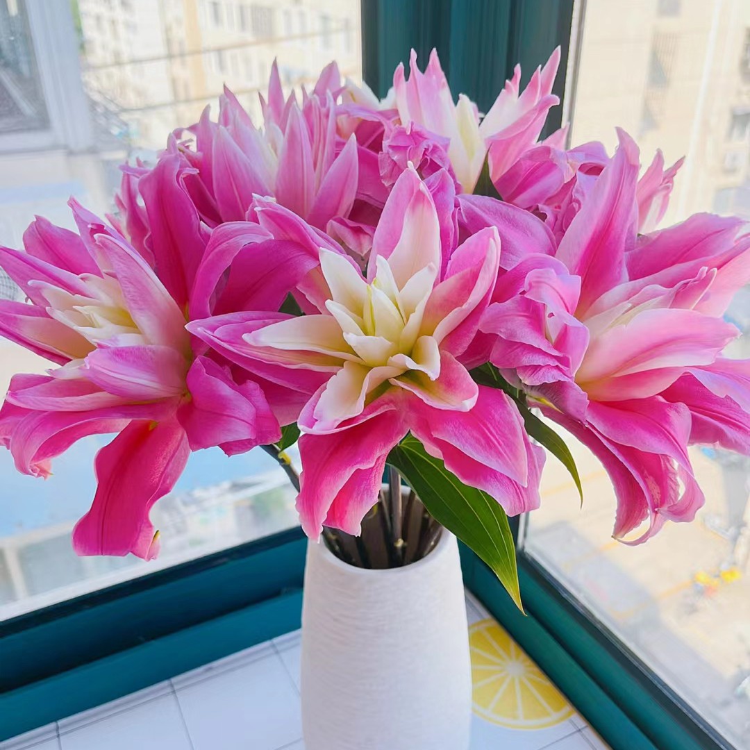 【云霄花卉】【红丝带重瓣百合】【任意两单顺丰冷链包邮】云南基地直发