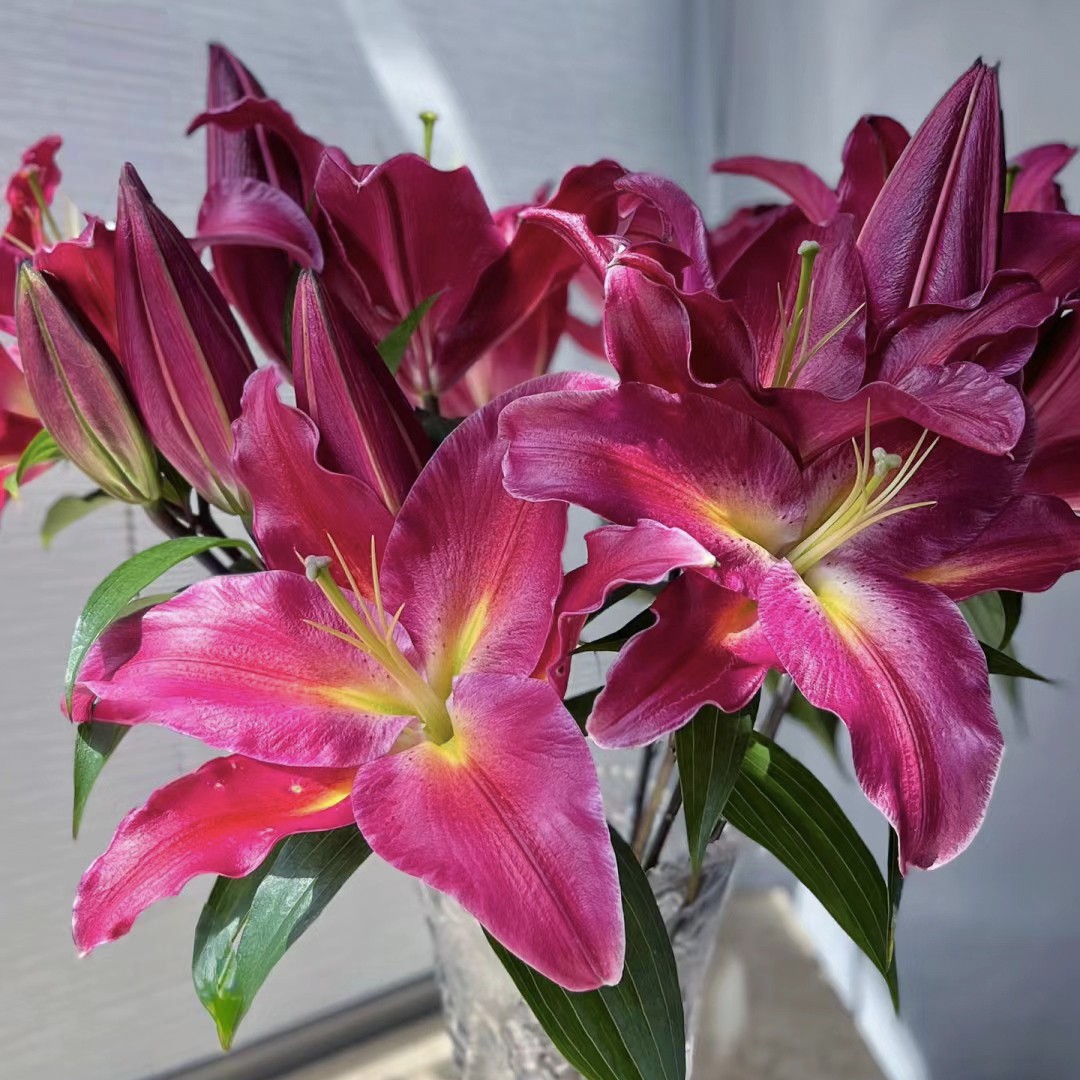 【云霄花卉】【黑珍珠百合 】云南基地直发【任意两单顺丰包邮】