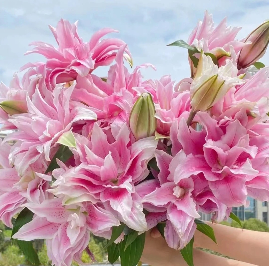 【云霄花卉】【伊莎贝拉重瓣百合】云南香水百合【任意两单顺丰包邮】