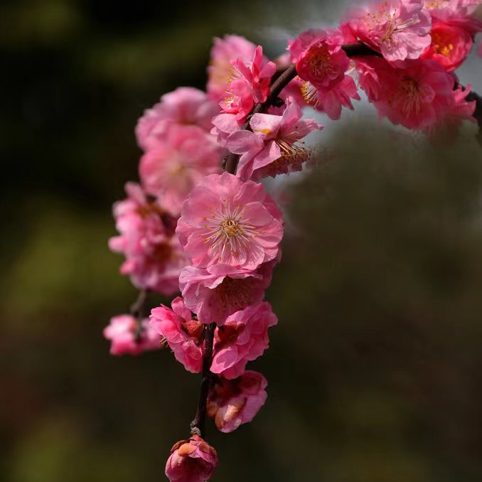 骨里红梅花盆栽地栽开花苗