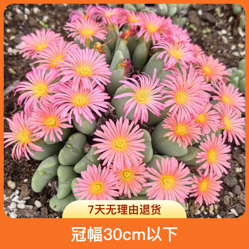 多头少将紫花橙花小饼群生肉锥多肉植物室内盆栽绿植