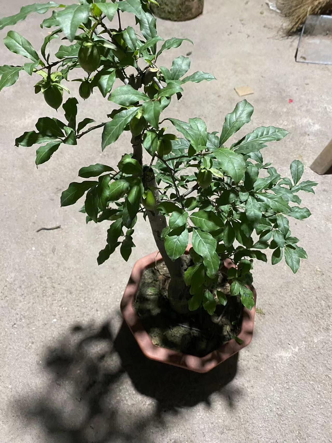 老鸦柿盆景素材，下单找主播