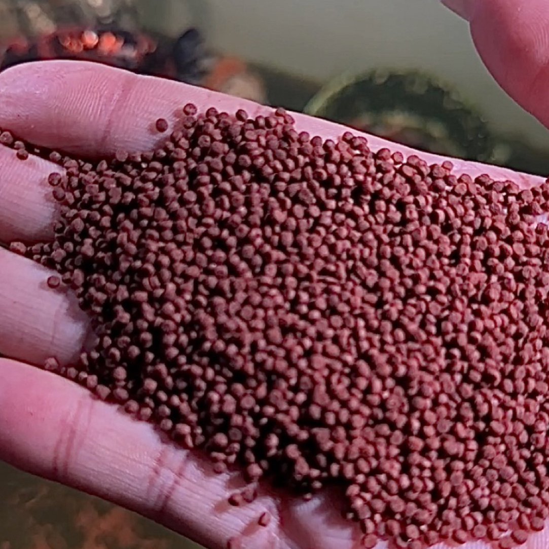 观赏鱼冷水鱼鱼食颗粒型兰寿泰狮小型鱼