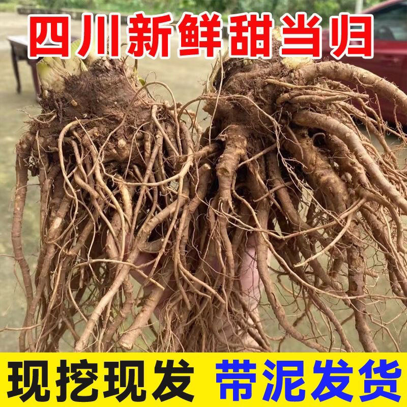 正宗当归现挖现发当季新鲜甜当归冬季滋补养生菜当归炖汤煲汤材料