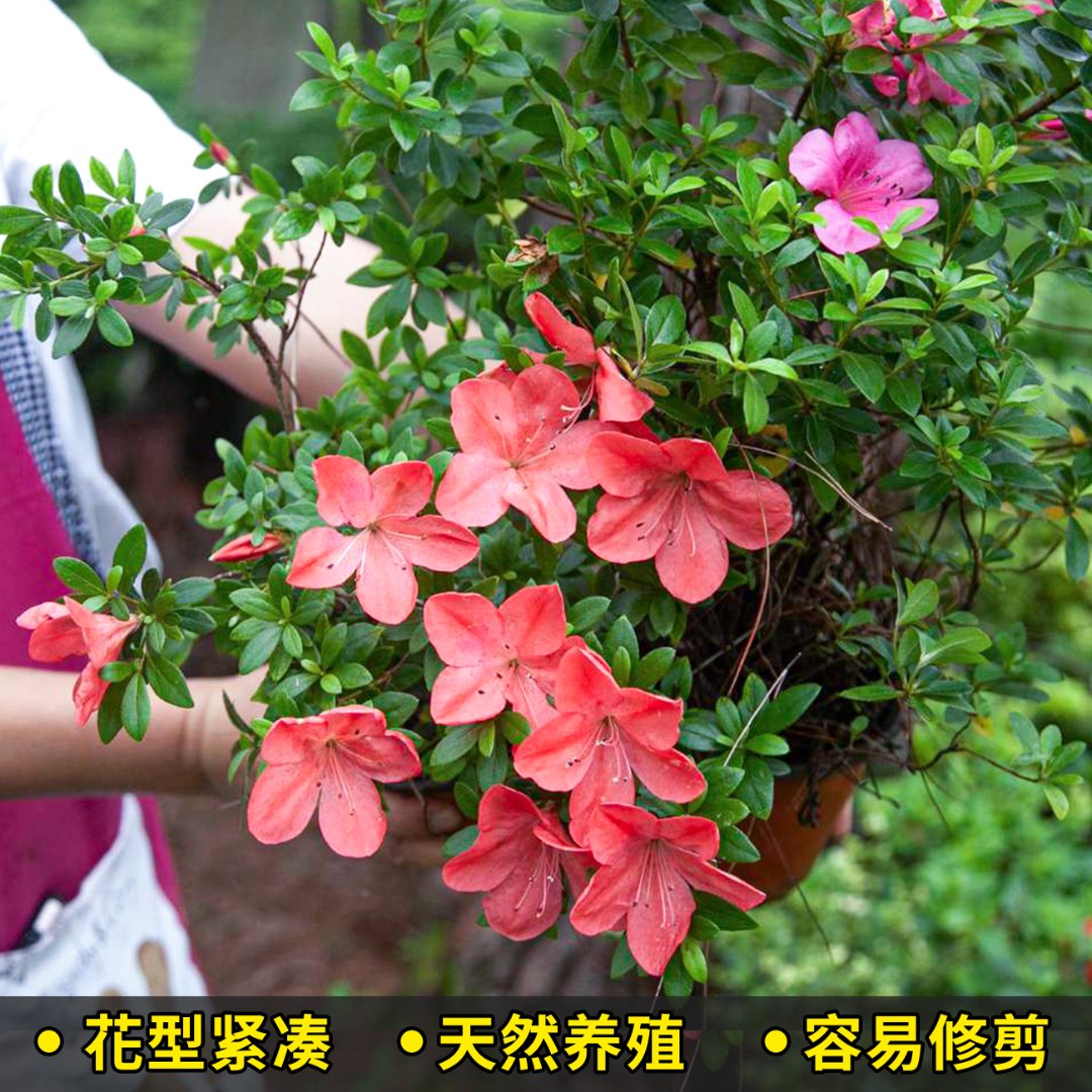 【一物一拍】精品老桩杜鹃栽培原土原盆四季常青源头直发夏季养护