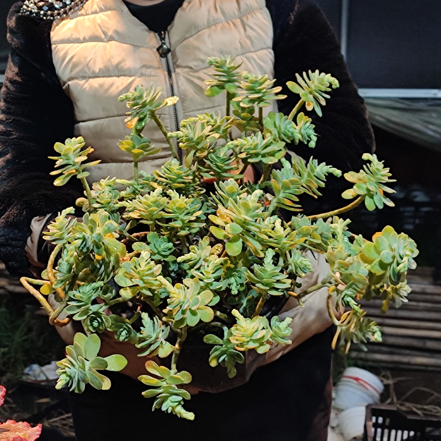 太好看多肉  圆叶薄化妆整桩整群