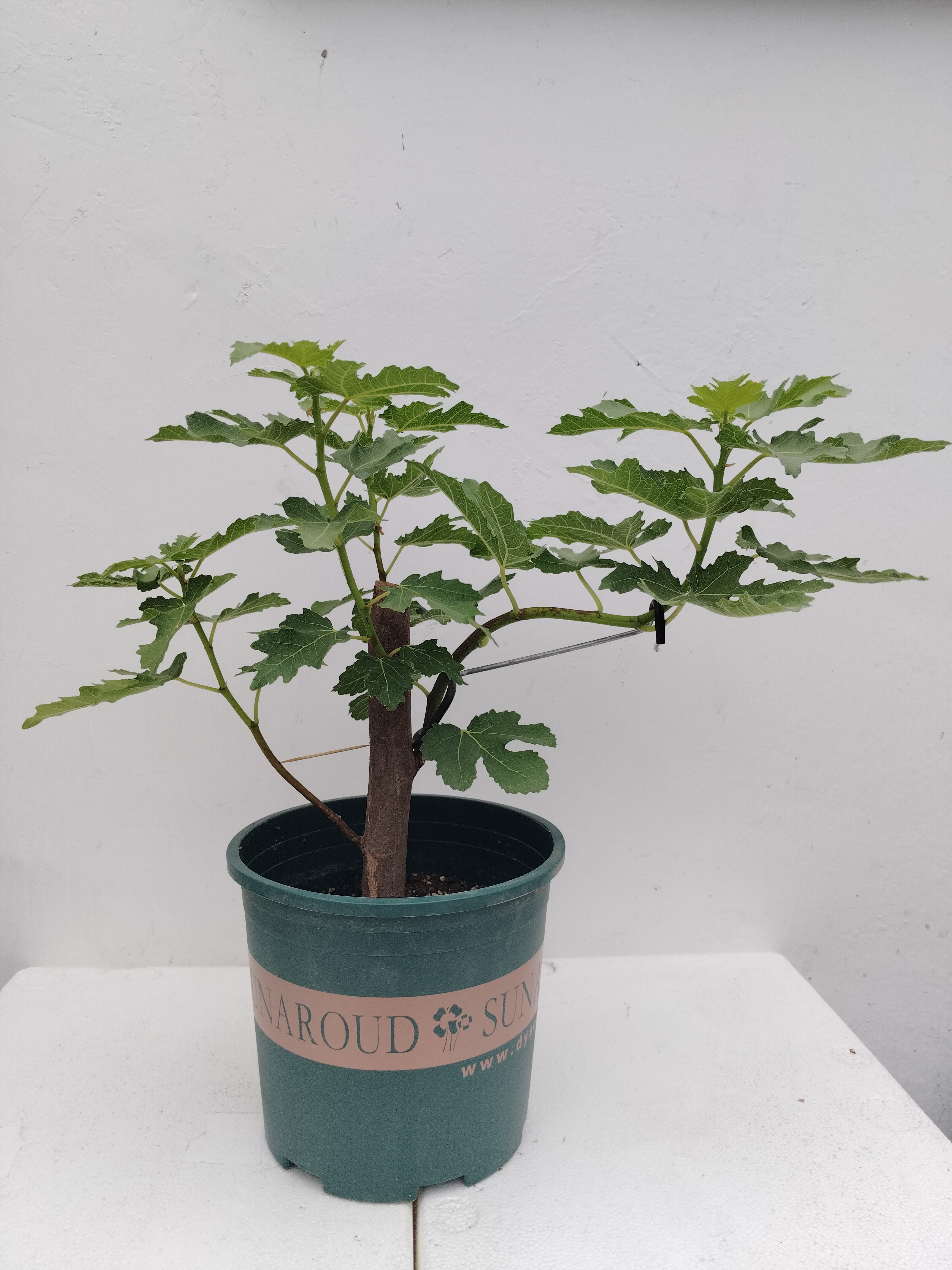 绿植盆栽 一物一拍