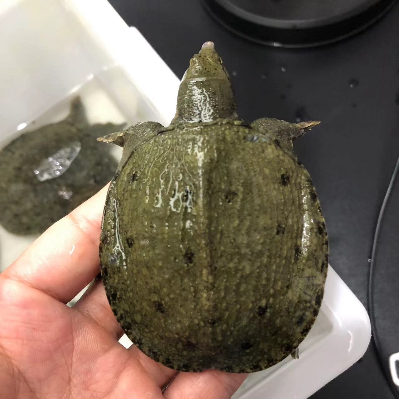 普通黑色甲鱼苗