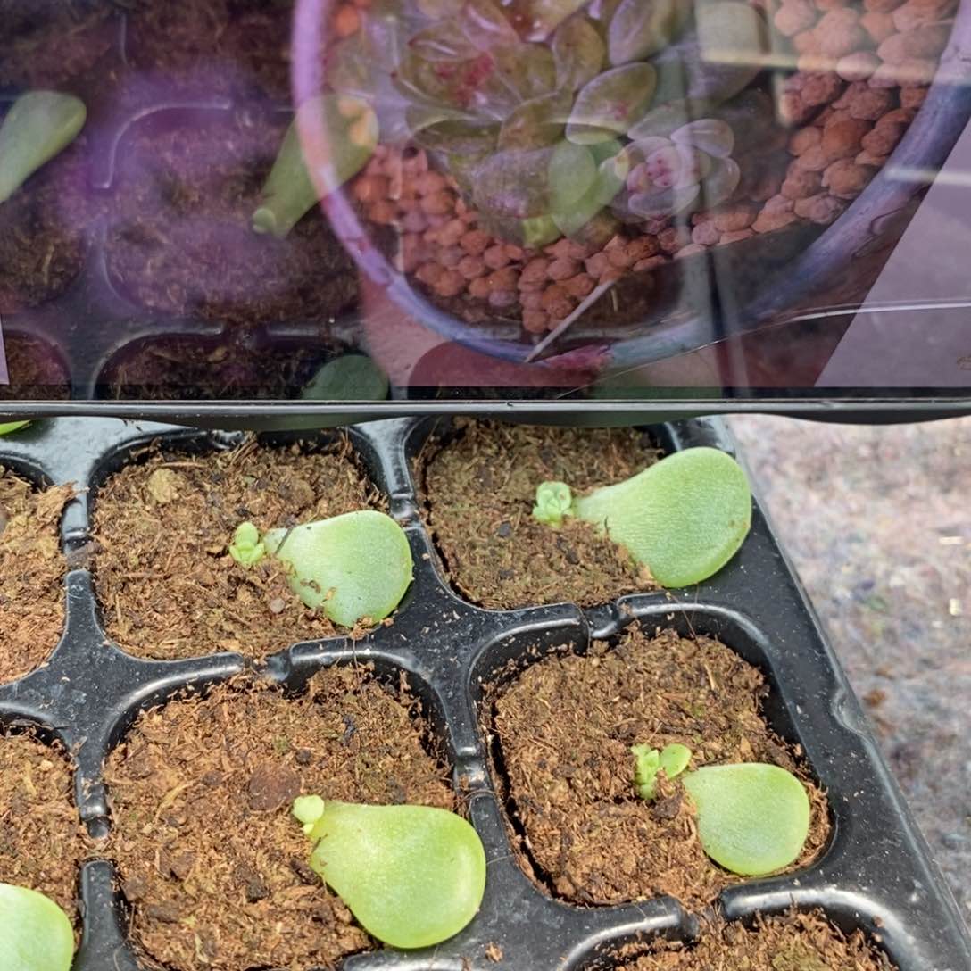【闪购商品】甜心y2叶片带芽一个