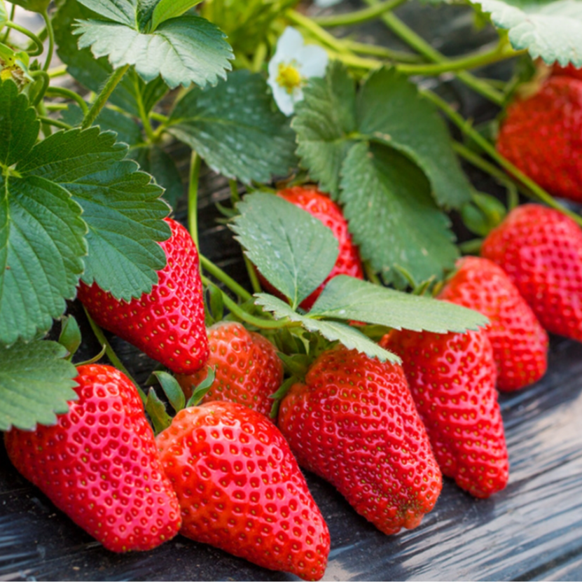 【草莓种子】家庭阳台盆栽四季易活奶油红草莓种籽子大草莓种籽商品图