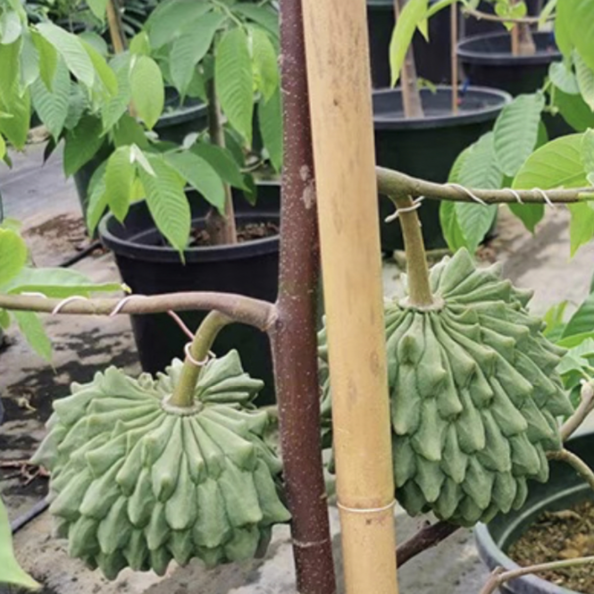 黄龙释迦 适合盆栽地栽庭院适合南方地区种植