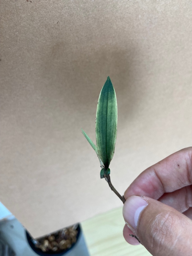 兔耳兰，一物一拍，以实物为准