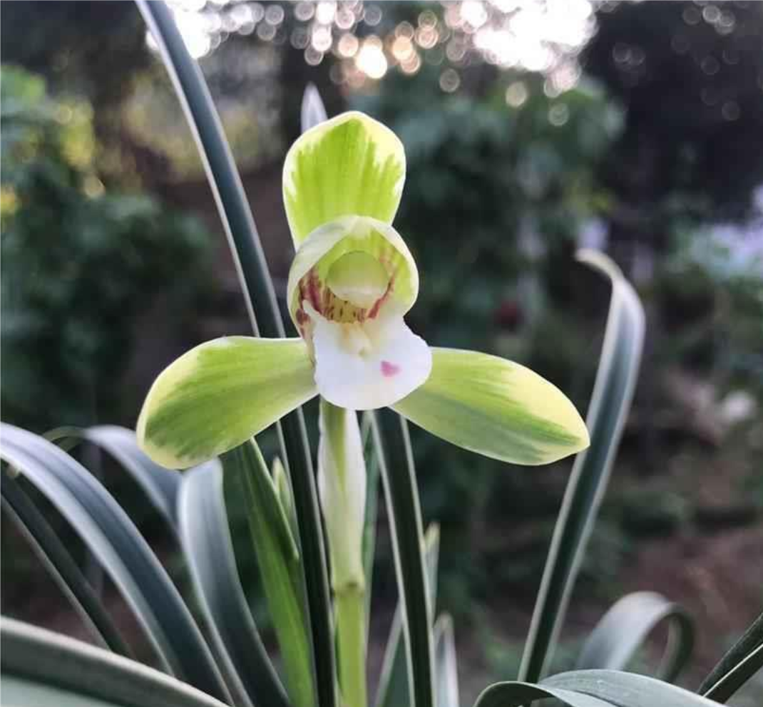 春兰 雪山天草  叶花带艺 矮种 浓香