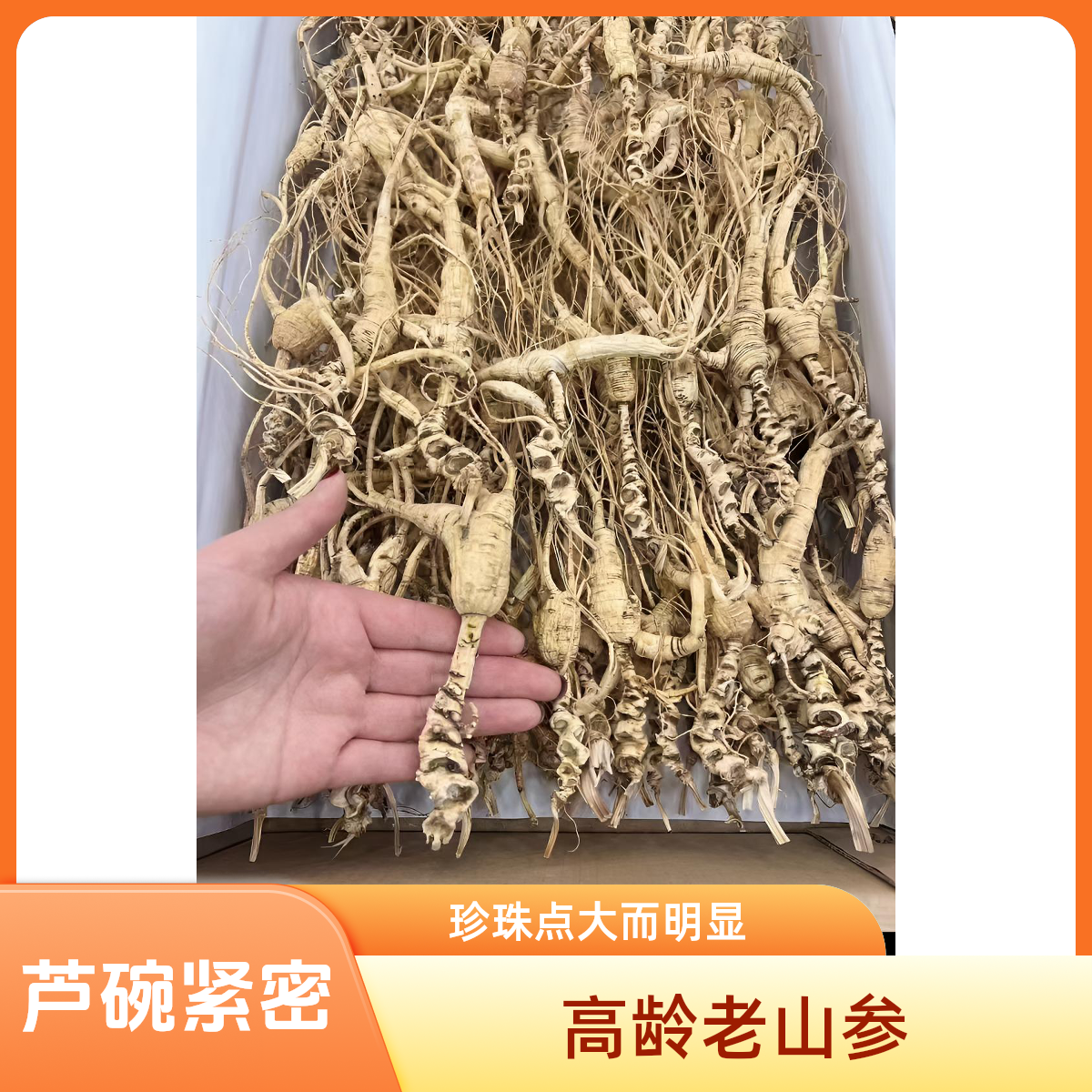 长白山林下参-残参-食用-自然-品质-高-L