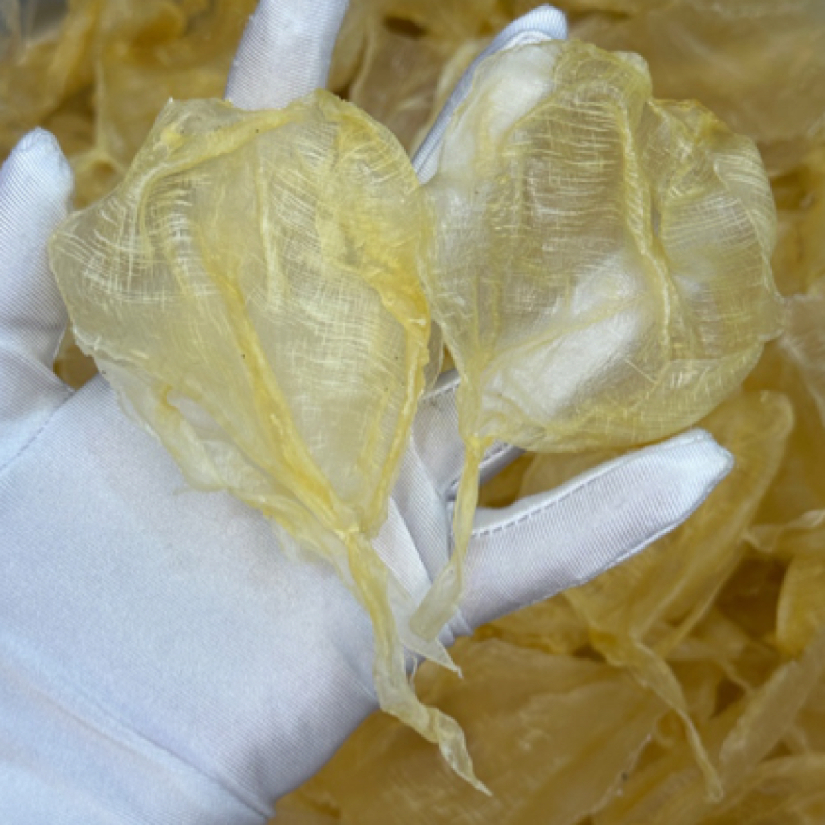 本港白花胶 皇后名胶备孕产后月子胶 煲汤炖奶0腥味