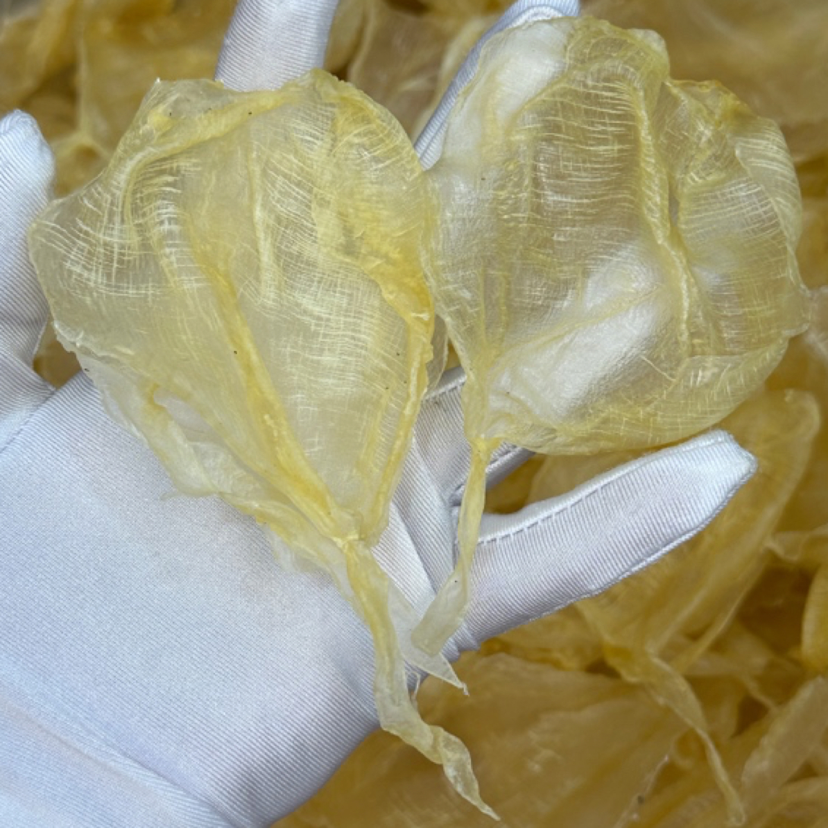 本港白花胶 花胶皇后名胶备孕产后月子胶 煲汤炖奶0腥味