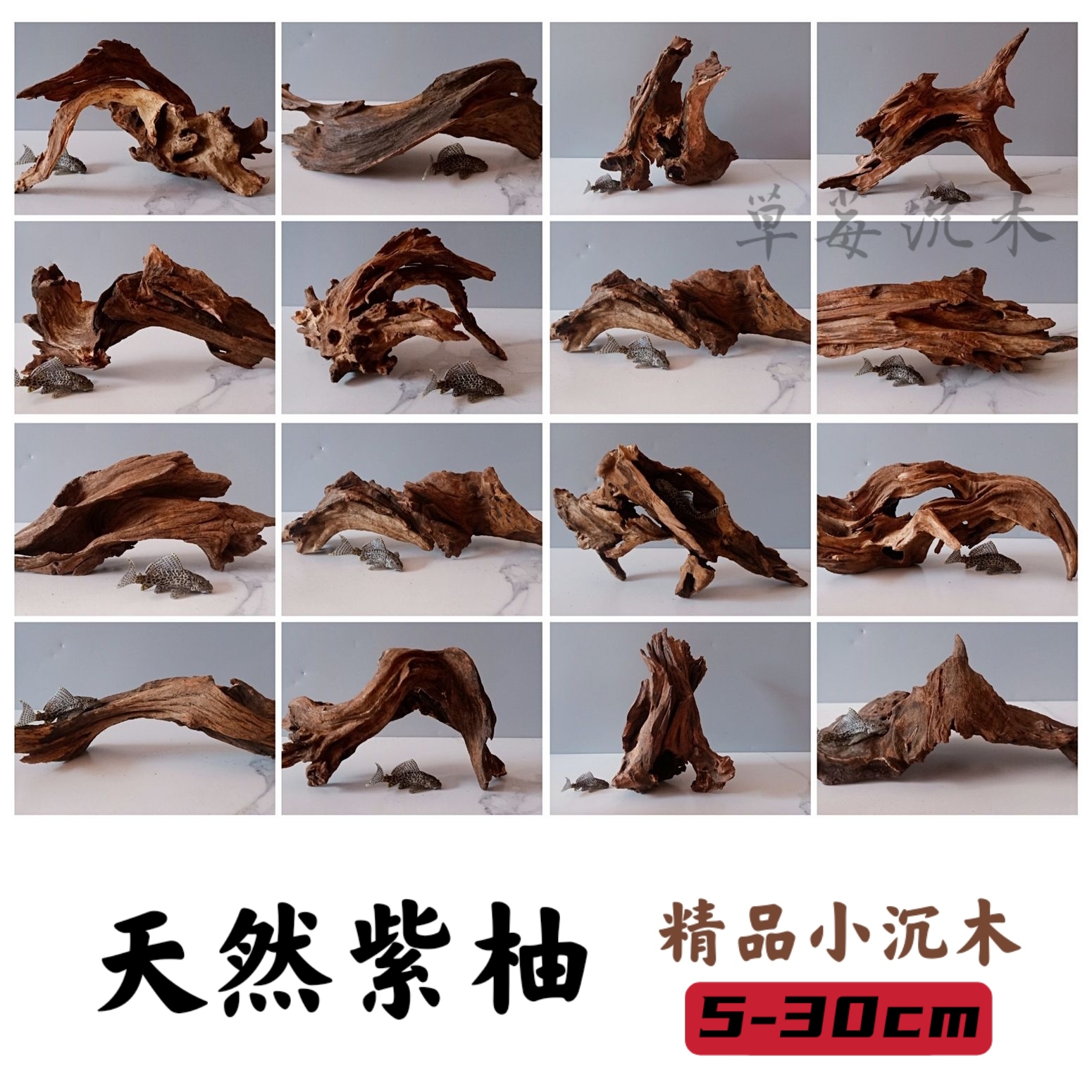 淡水笔记30小缸沉木乌龟嗮台鱼缸装饰造景南美缸紫柚木免煮包邮