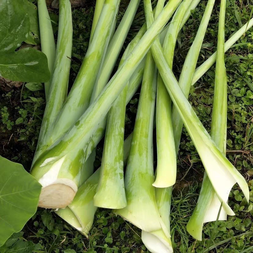 湖南湘西农家菜自种新鲜广菜芋荷广禾蔬菜现割现发2/3/5斤包邮