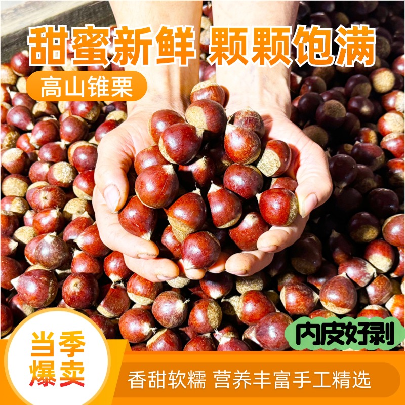 25年当季板栗高山新鲜栗子薄皮锥栗野生建瓯黄心油栗圆栗农家现摘