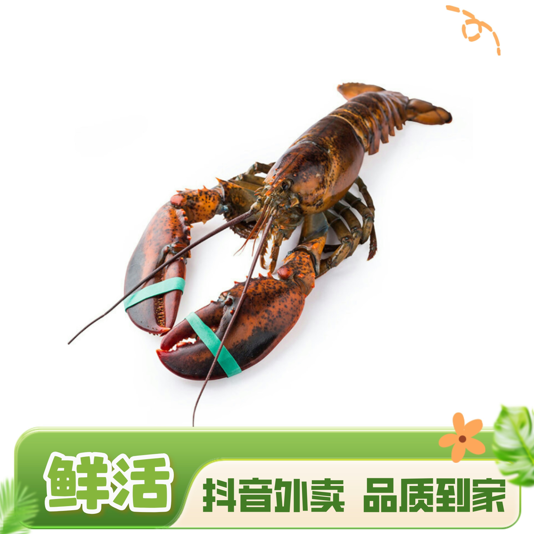 鲜活波士顿龙虾 1-5斤