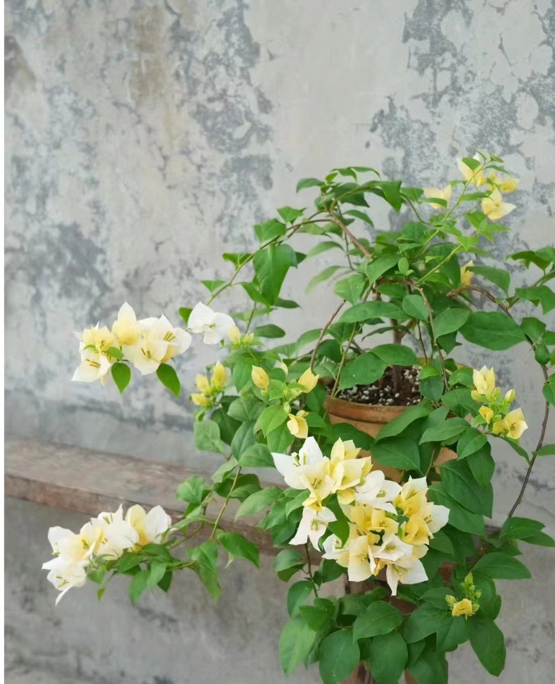 三角梅爬藤植物（一物一拍）