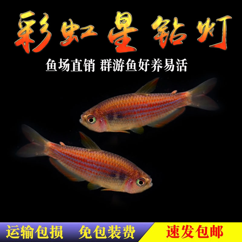 彩虹星钻灯鱼观赏鱼草缸南美小型热带观赏活体灯科鱼