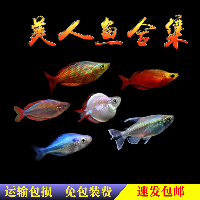 热带鱼石美人鱼美人鱼苗草缸观赏鱼鱼群游鱼中型灯科鱼淡水观赏
