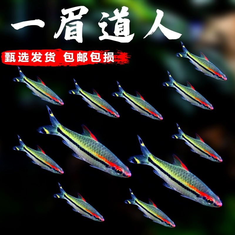 一眉道人红眉鱼草缸鱼热带观赏鱼活体鱼群游灯鱼草缸宠物水族包损