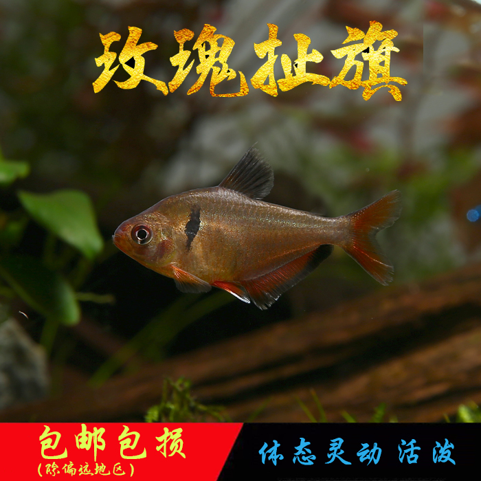 玫瑰扯旗灯鱼热带观赏鱼活体淡水鱼小型草缸群游鱼好养饲养混养
