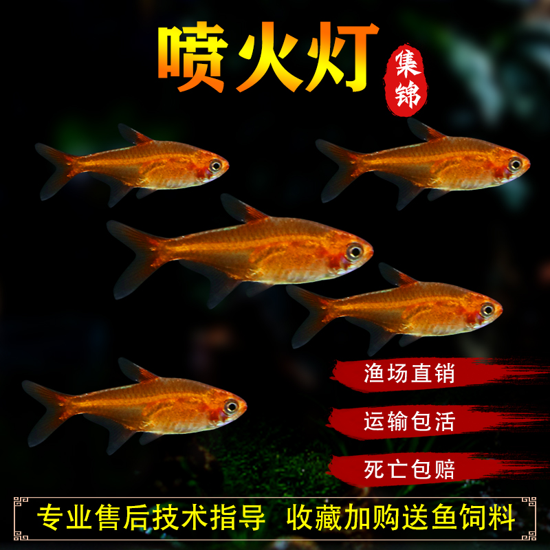 喷火灯鱼火焰灯鱼橘帆梦幻旗鱼淡水草缸小型群游灯科热带观赏鱼