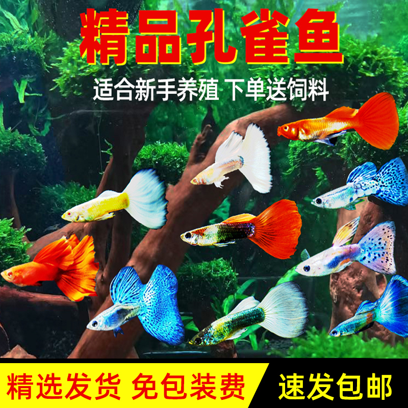 孔雀鱼胎生鱼直接生小鱼天空蓝冰蓝巴西红孔雀淡水小型鱼观赏鱼