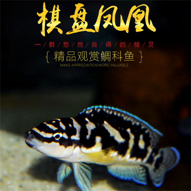 棋盘凤凰鱼三湖坦鲷慈鲷淡水鱼热带鱼观赏鱼凤凰短鲷黄帆卷贝活体