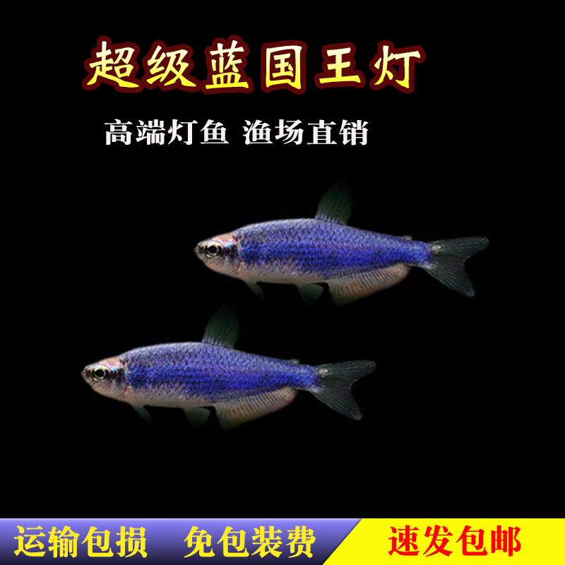 超级蓝凯瑞超级蓝国王鱼南美热带观赏鱼小型灯科鱼高端鱼淡水群游