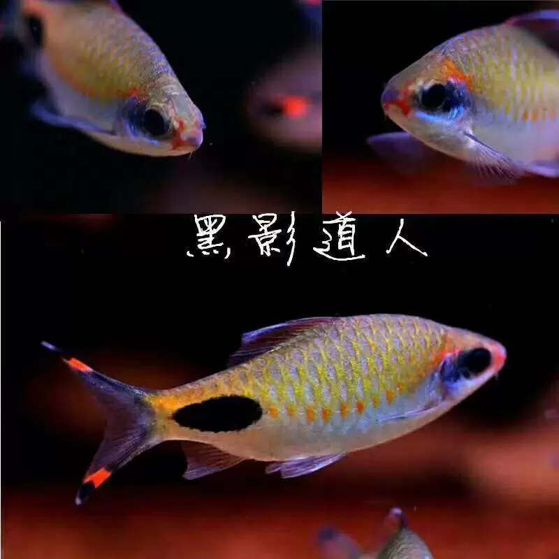 黑影道人鱼活体热带鱼观赏鱼淡水印度鱼中型群游灯科养殖饲养