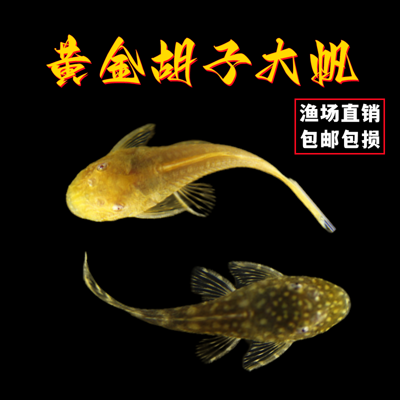 黄金大胡子鱼大帆工具鱼清缸除藻工具鱼热带小型淡水鱼红蓝眼胡子