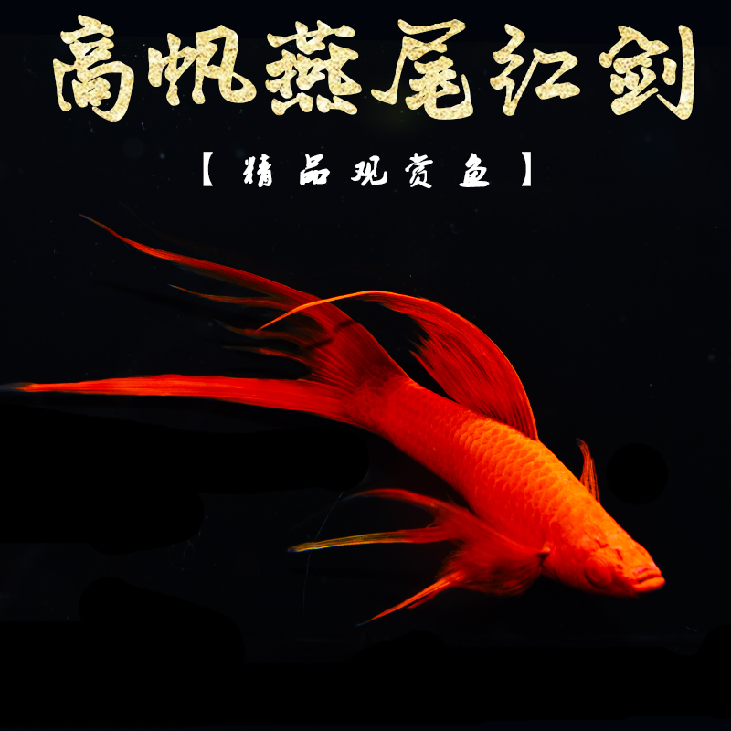 红剑鱼红箭燕尾红剑红玛丽鱼热带鱼观赏鱼活体鱼小型胎生鱼淡水鱼