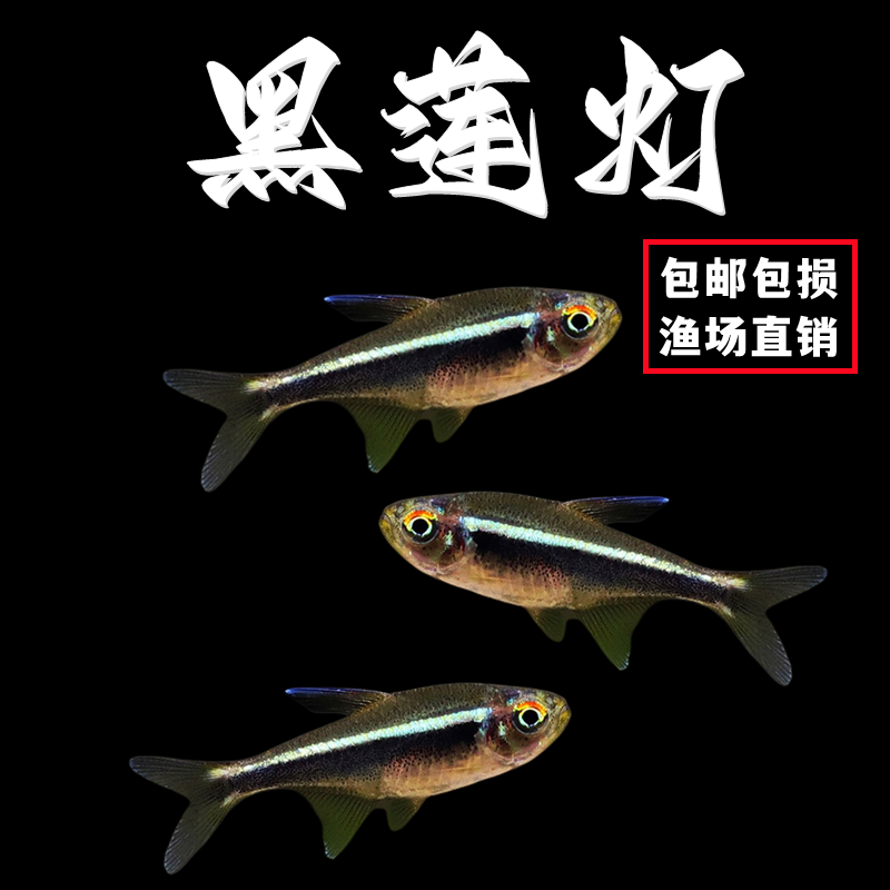 黑莲灯鱼黑灯管小型观赏鱼草缸黑灯活体淡水群游黑莲灯鱼霓虹灯鱼