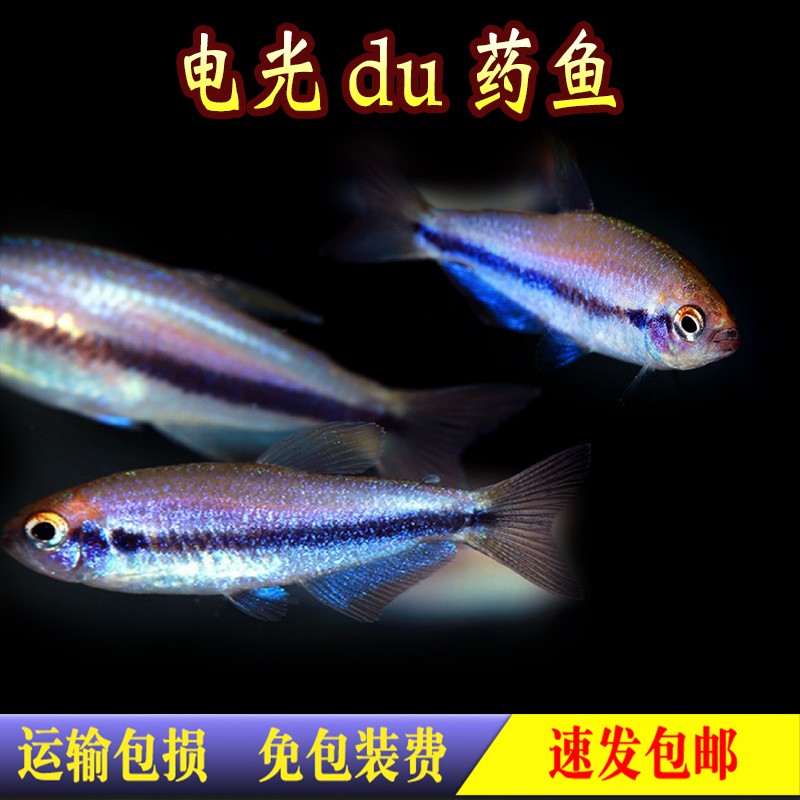 电光DY灯鱼 小型南美稀有高端草缸热带群游灯科活体