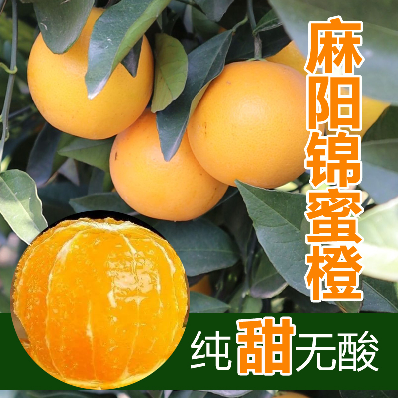 正宗湖南怀化麻阳锦蜜冰糖橙纯甜无酸新鲜当季现摘水果5斤9斤