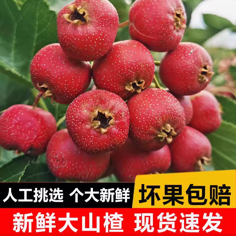 【到手5斤】山东新鲜山楂大金星山楂水果糖葫芦山里红果子