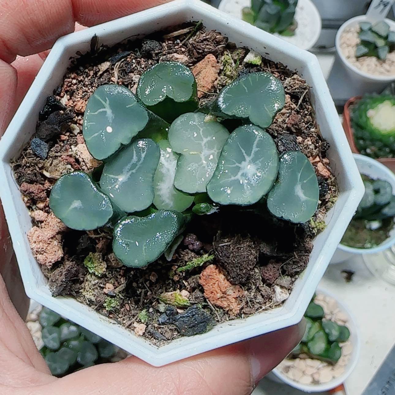 【闪购商品】八角杯天狼星万象